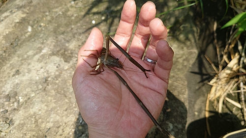 テナガエビの釣果