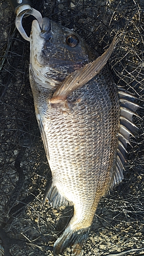 チヌの釣果