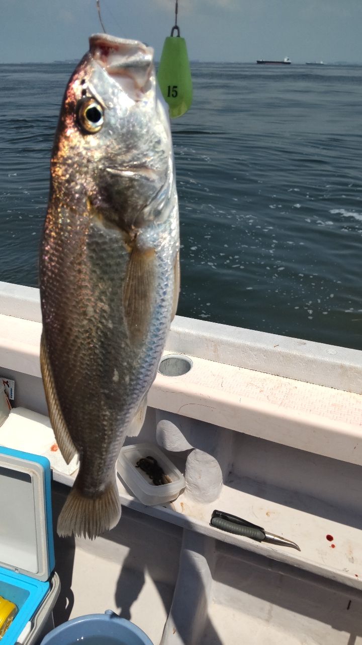 湯山雅裕さんの釣果 1枚目の画像