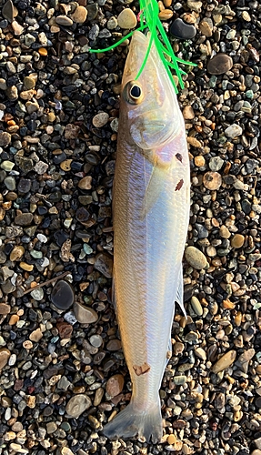 キスの釣果