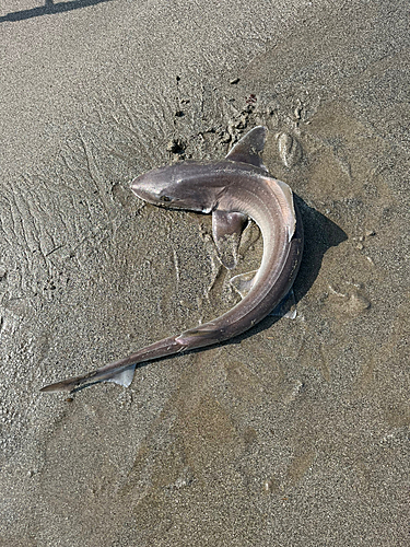 ホシザメの釣果