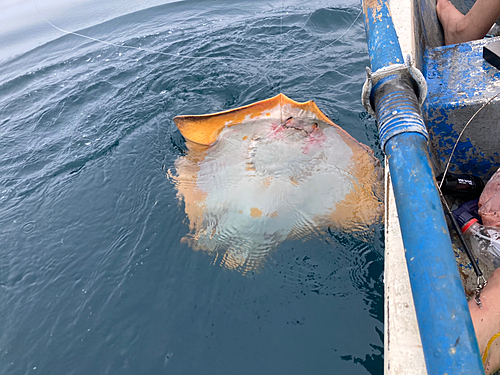 アカエイの釣果