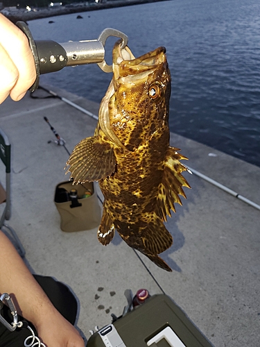 ベッコウゾイの釣果