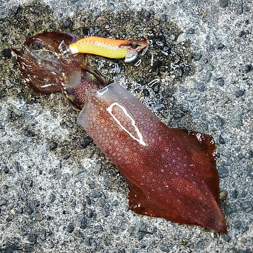 ケンサキイカの釣果