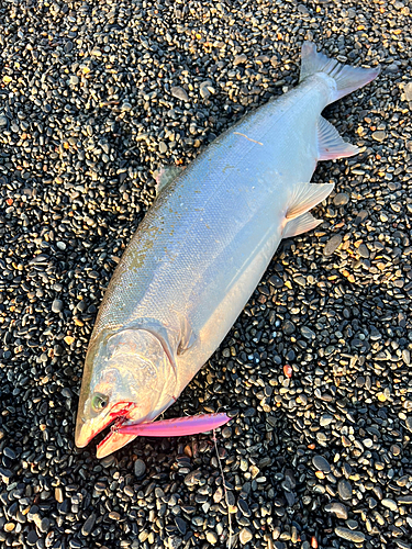 サクラマスの釣果