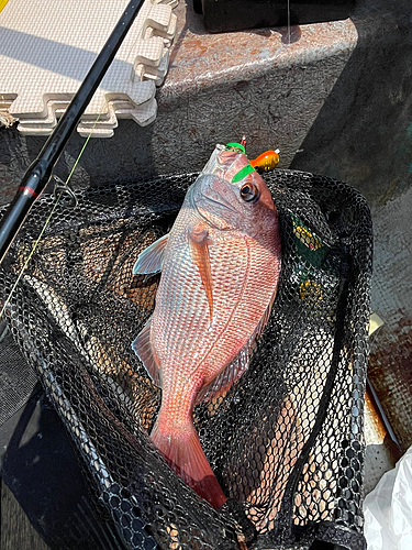 マダイの釣果