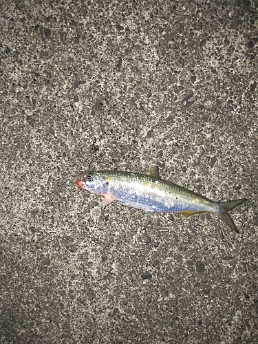 釣果