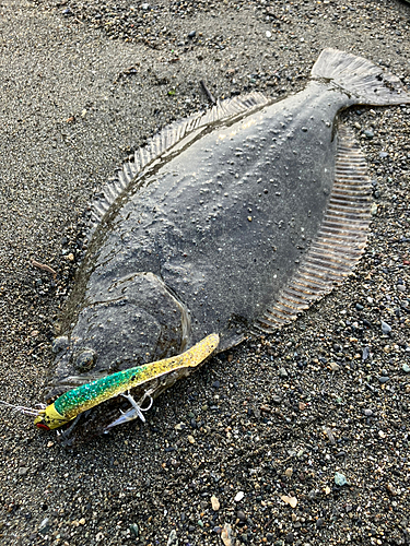 ソゲの釣果