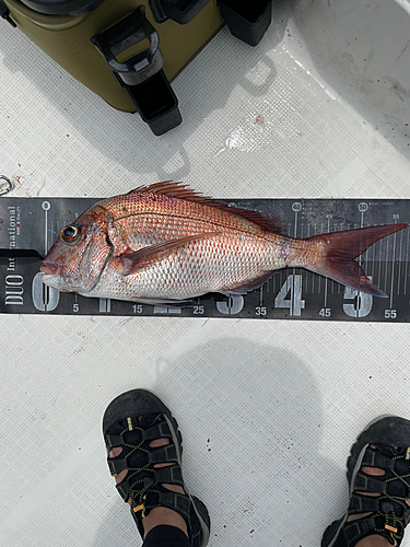 マダイの釣果