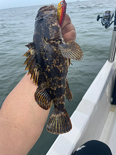 タケノコメバルの釣果