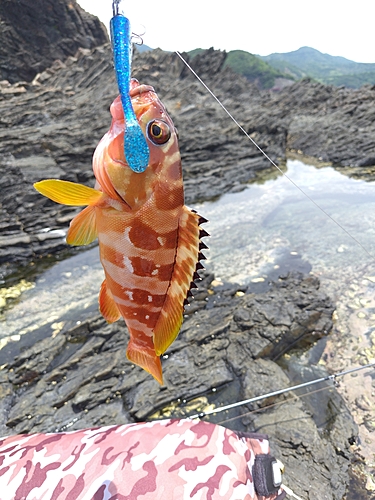 アカハタの釣果