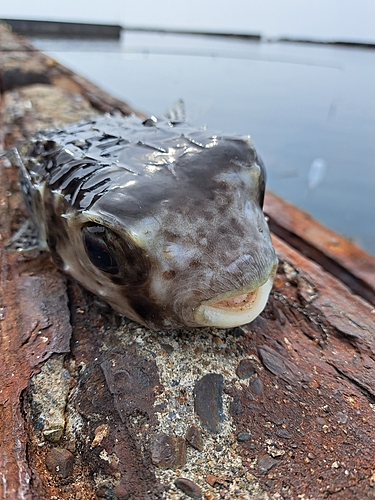 釣果