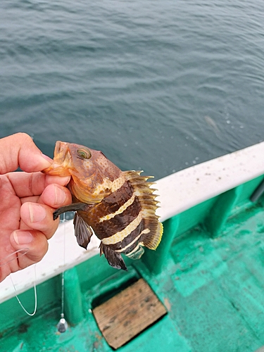 アオハタの釣果