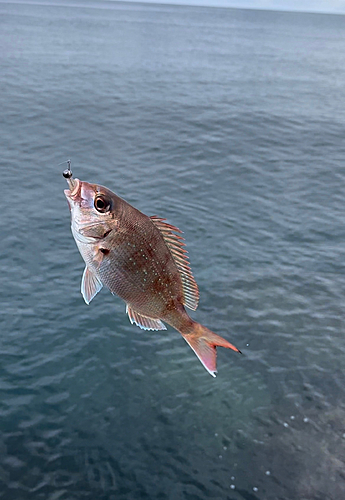 タイの釣果