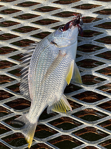 チヌの釣果