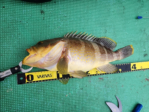 アオハタの釣果