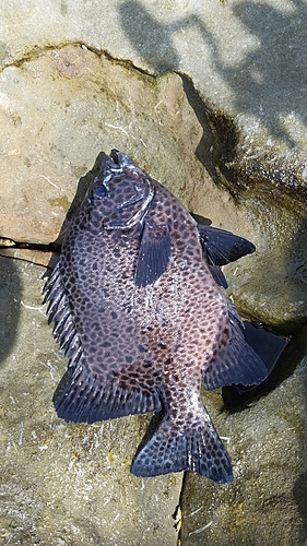 イシガキダイの釣果