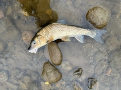 ニゴイの釣果