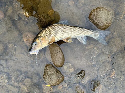 ニゴイの釣果