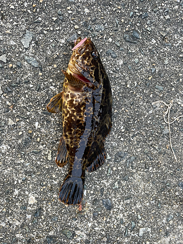 タケノコメバルの釣果