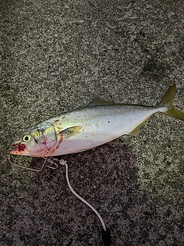 イナダの釣果