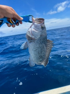 ツチホゼリの釣果