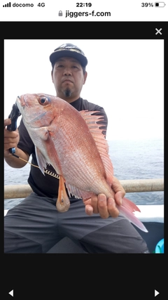 マダイの釣果