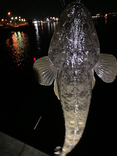 マゴチの釣果