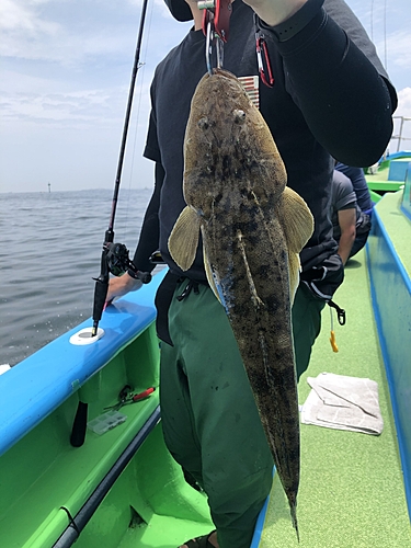 マゴチの釣果