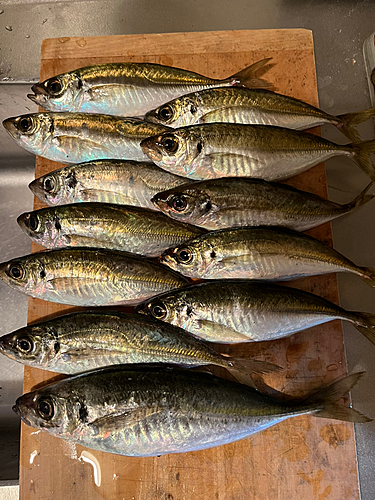 アジの釣果