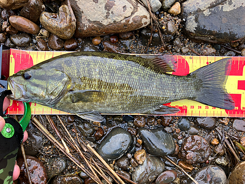 スモールマウスバスの釣果