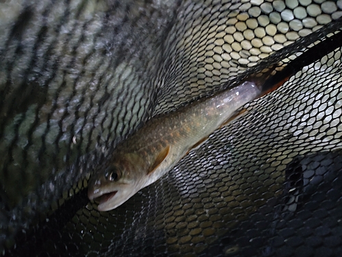 ニッコウイワナの釣果