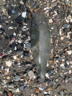 シタビラメの釣果