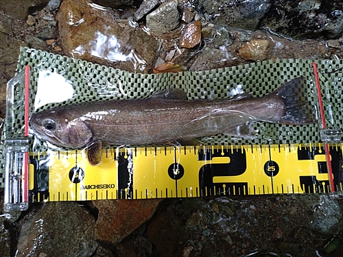 ニッコウイワナの釣果