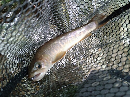 ニッコウイワナの釣果