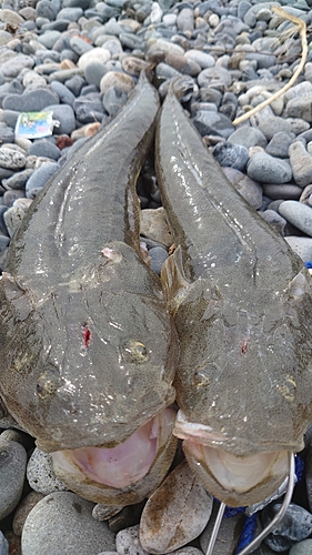 マゴチの釣果