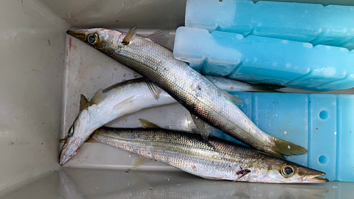 カマスの釣果