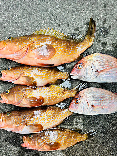 タイの釣果