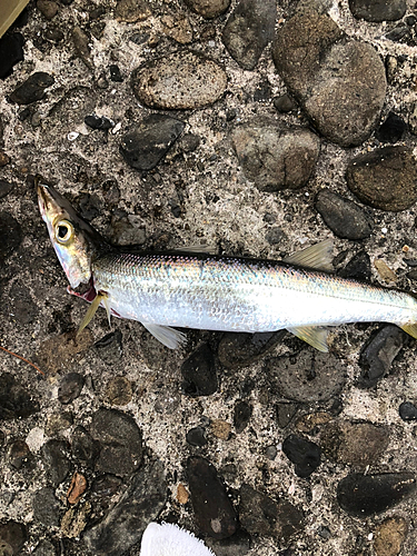 カマスの釣果