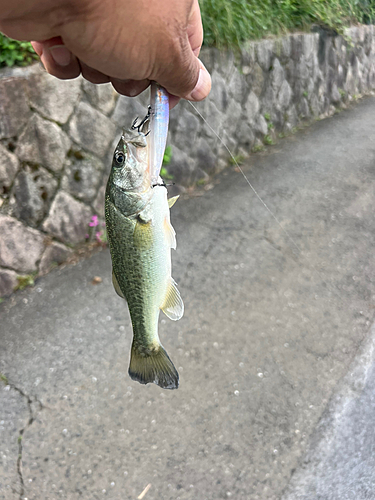 ラージマウスバスの釣果