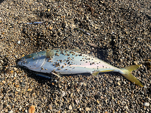 イナダの釣果