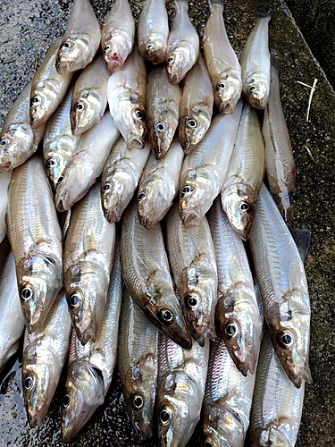 キスの釣果