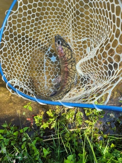 ニジマスの釣果