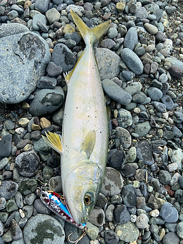 ワカシの釣果