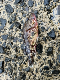 アラカブの釣果