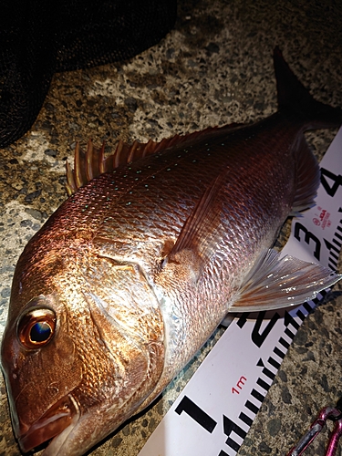 マダイの釣果