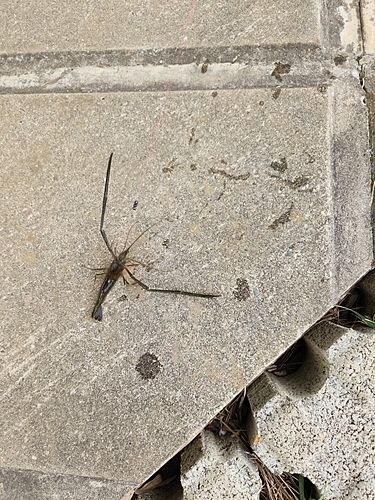 テナガエビの釣果