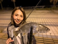 ニベの釣果