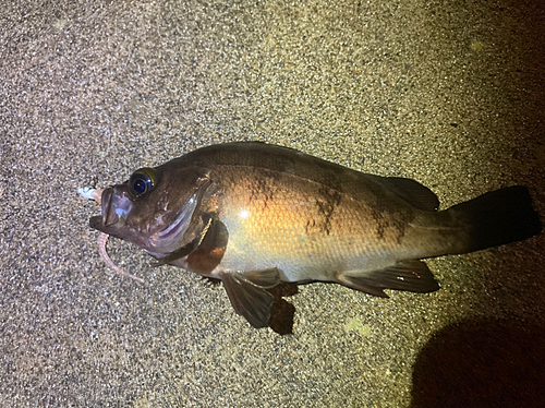 メバルの釣果