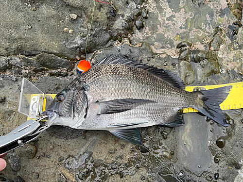 チヌの釣果